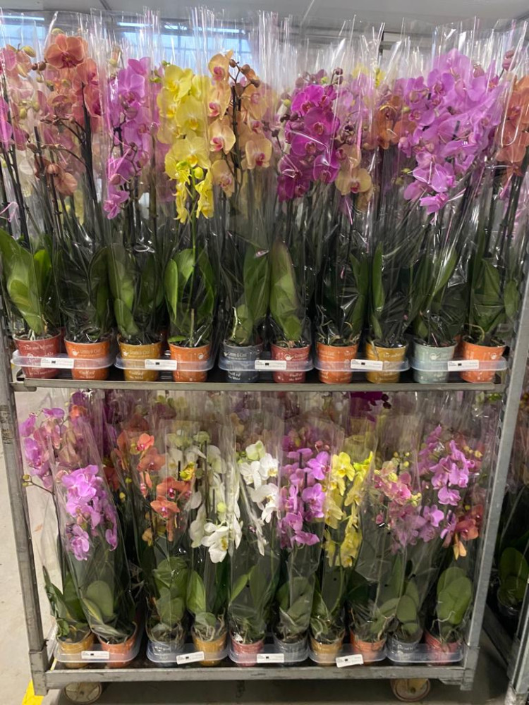 Phal 3-tak Authentic Mix 12/60