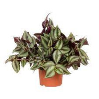 Tradescantia 17