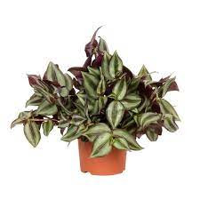 Tradescantia 17
