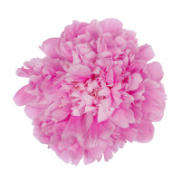 Paeonia Dinner Plate X10 Holland