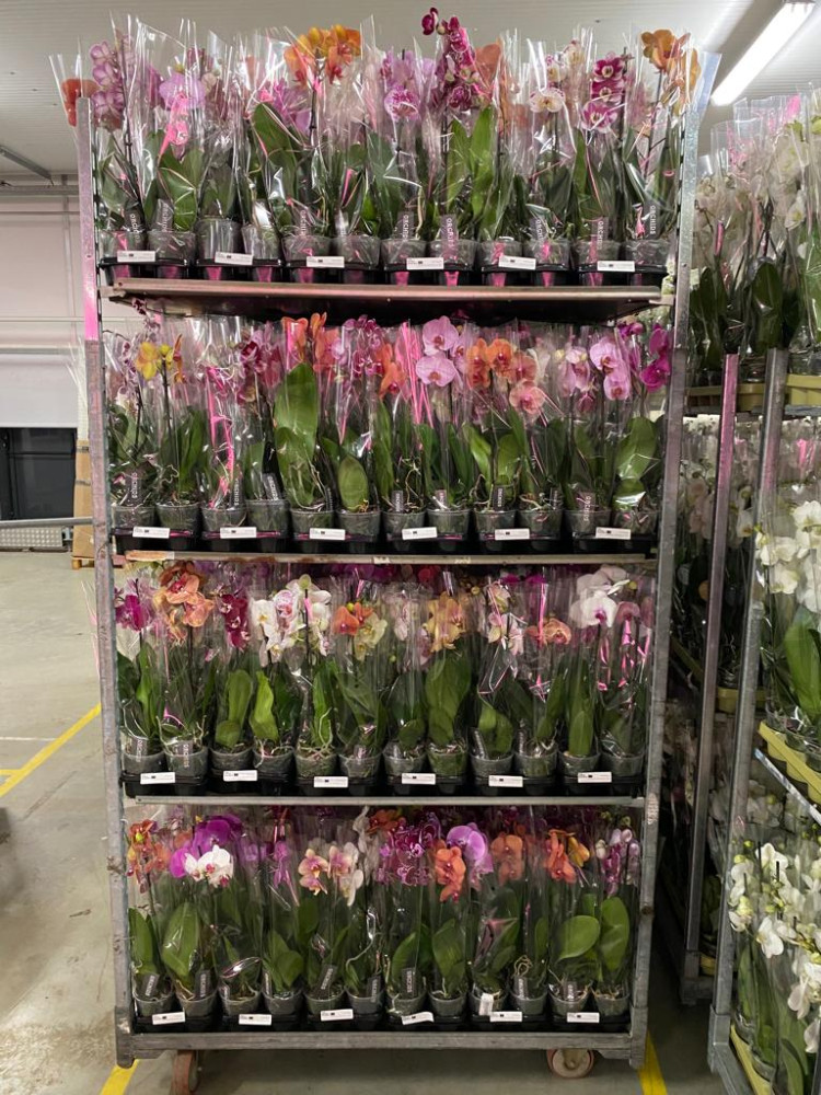 Phal 2-tak Cherion VG 12/60