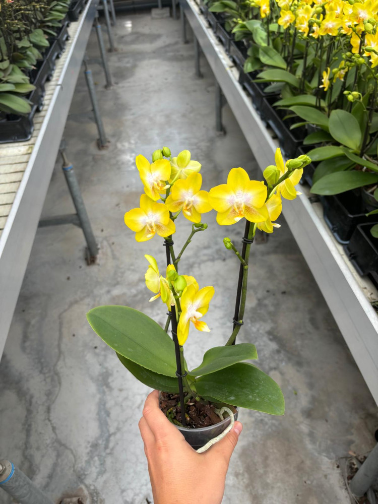 Phal 2-tak Arezzo Multi 12/45