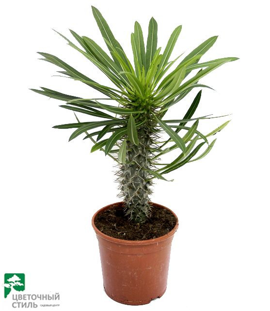 Pachypod Lamerei 510/30