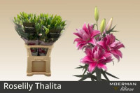 Lilium S Or Du Rl Thalita X10 Holland