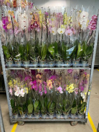 Phal 1-tak Mimesis Mix 12/90