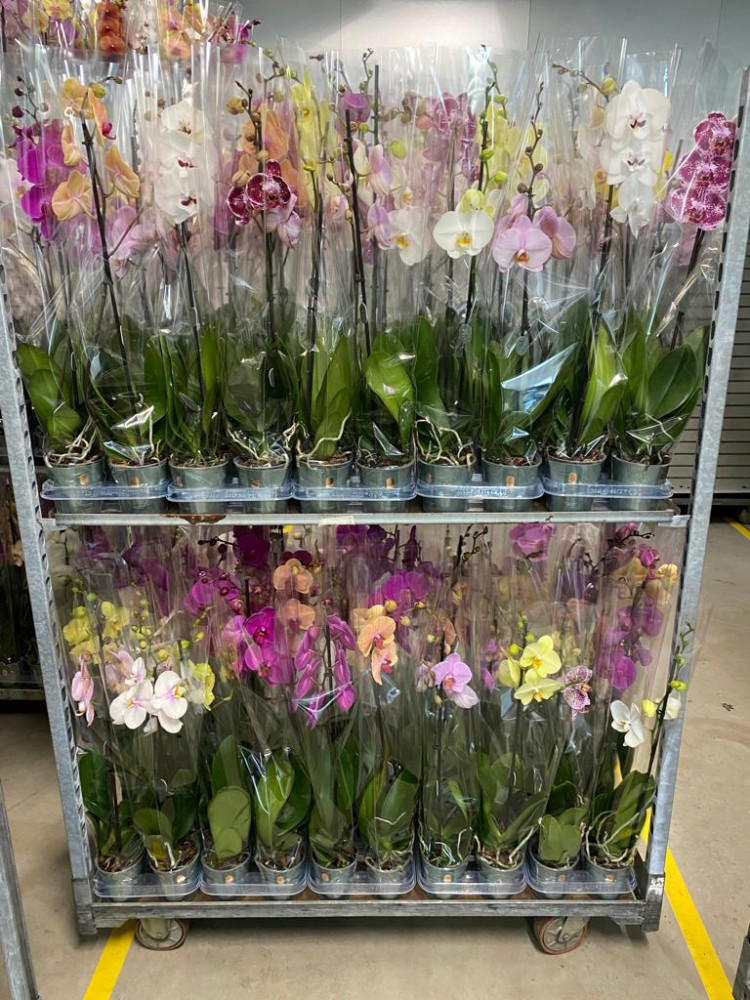 Phal 1-tak Mimesis Mix 12/90