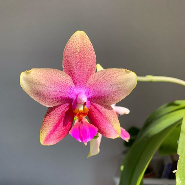 Phal 1-tak Mix 12/60
