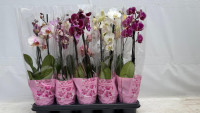 Phal 1/2-tak Levo Mix 12/45