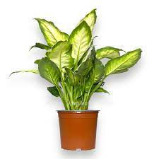 Dieffenbachia Compacta 19/65