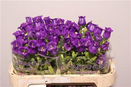 Camp M Champion Blue