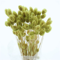 Phalaris Light Green