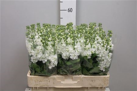 Matth Centum White