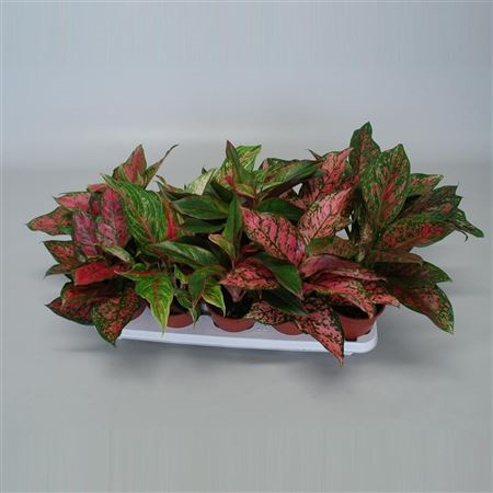 Aglaonema Red Sorts Mix (decorum)