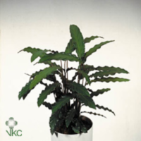 Calathea Ru Wavestar