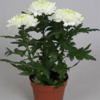 Chrysanth Zembla Lime (grower)
