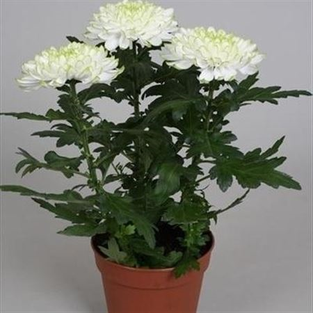 Chrysanth Zembla Lime (grower)