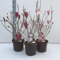 Magnolia Susan 24/120