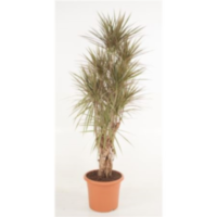 Dracaena Marg Bicolor Vertakt