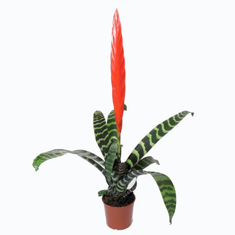 Vriesea Arden 12/50