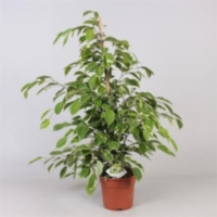 Ficus Be Golden King (grower)