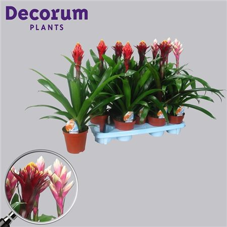 Guzmania Bolmix Exclusive (decorum)