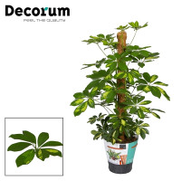 Schefflera Gold Capella 21/90