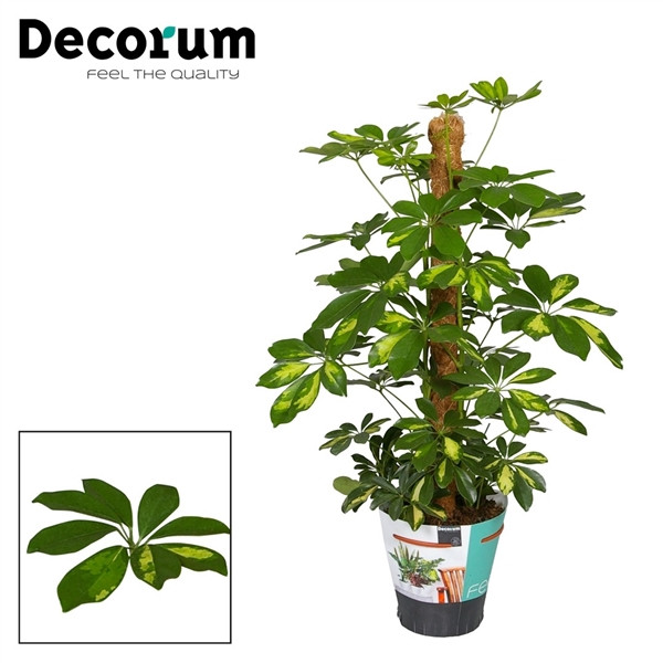 Schefflera Gold Capella 21/90