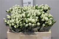 Spray Viviane 50 sm