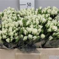 Spray Viviane 50 sm - SPRAY VIVIANE 50 SM