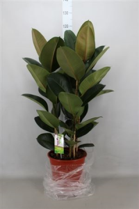 Ficus El Robusta 17/70