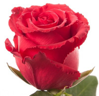 Lotus 70 sm Ecuador