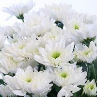 Chr T Euro Sunny X5