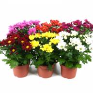 Chrysa Mix 12/30 - Chrysanthemum Chrystal Mix 13 25