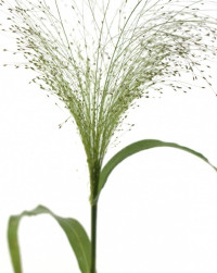 Panicum Fountain