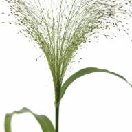 Panicum Fountain - e9eb9866015c59c1a4fb10fdac028ef4