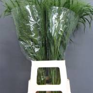 Panicum Fountain - asd
