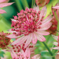 Astrantia Pink Pride X25