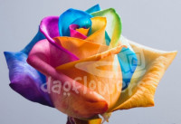 Rainbow Mondial PNT 60 sm Ecuador (крашенный)