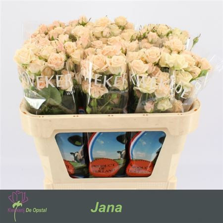 Spray Jana 50 sm