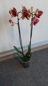 Phal 2-tak Mutant Caribbean Dream 12/55