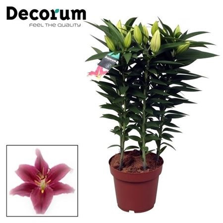 Lilium Or Entertainer 17/75