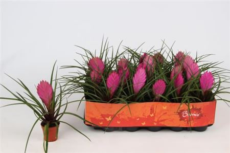Tillansia Cyanea Anita 9/25