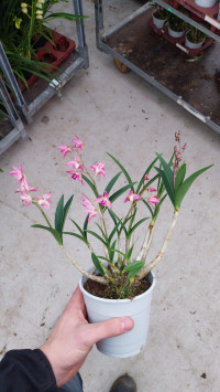 Dendrobium Fairlight Leverbaar 12/25