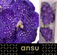 Vanda Z Tweed Blue