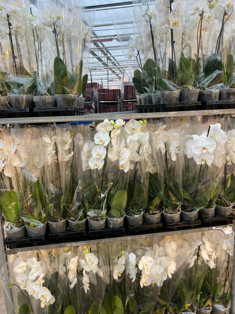 Phal A2 1-tak VG White 12/45