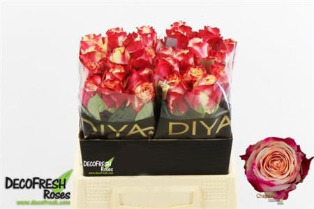 Rose Chapeau 50 sm