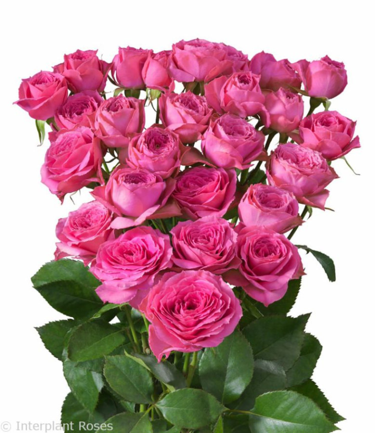Spray Pink Bijoux 70 sm