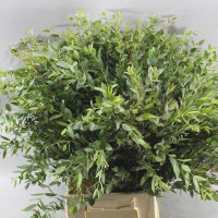 Eucalipt Parvifolia 75 sm 300 gr
