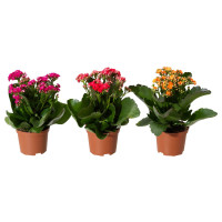 Kalanchoe Rose Flowers Goodie Mix 510/24