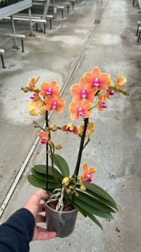 Phal 2-tak Paprika 12/45